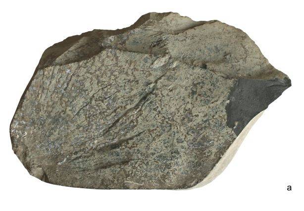 Pebble tool (chopper)