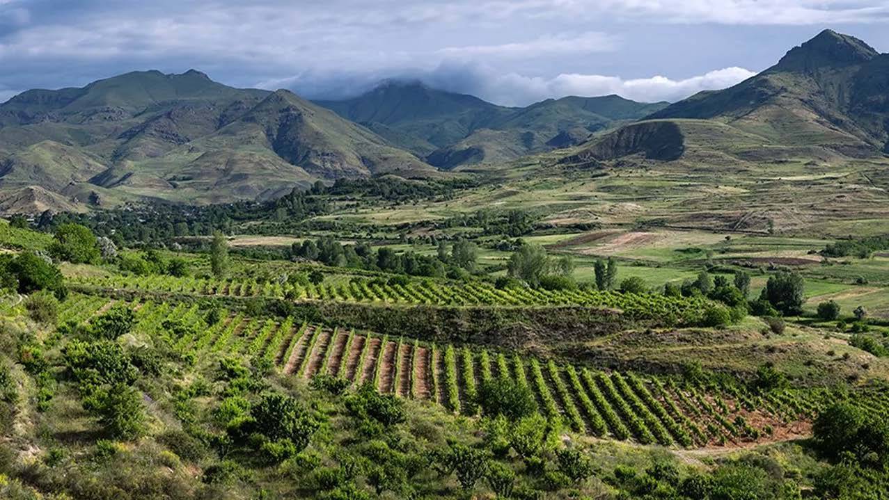 « Le berceau du vin, c'est ici ! » : En Arménie, la renaissance d'une traditionviticole millénaire